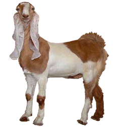 Hejazi Goat